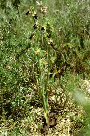 Ophrys doerfleri / Doerfler's Orchid, Crete,  Knossos 3.4.1990 