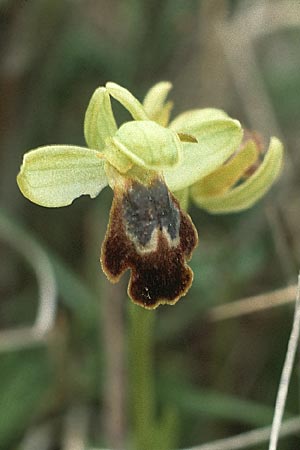Ophrys thriptiensis \ Frühe Thripti-Ragwurz / Early Thripti Orchid, Kreta/Crete,  Thripti 8.4.1990 
