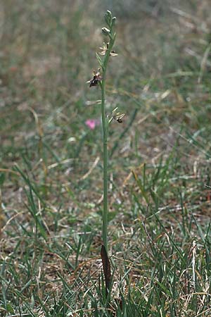 Ophrys gortynia \ Gortyn-Ragwurz / Gortyn Ophrys, Kreta/Crete,  Phaistos 7.4.1990 
