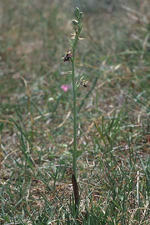 Ophrys gortynia \ Gortyn-Ragwurz / Gortyn Ophrys, Kreta/Crete,  Phaistos 7.4.1990 