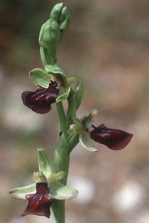 Ophrys gortynia \ Gortyn-Ragwurz / Gortyn Ophrys, Kreta/Crete,  Phaistos 7.4.1990 