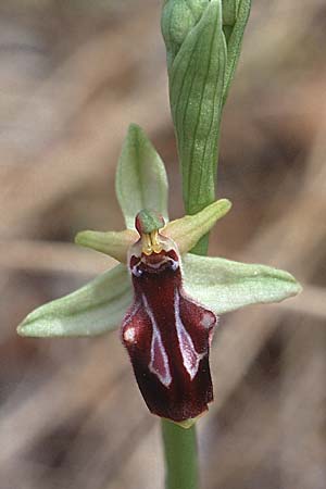 Ophrys gortynia \ Gortyn-Ragwurz / Gortyn Ophrys, Kreta/Crete,  Phaistos 7.4.1990 
