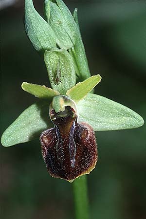[click] Ophrys grammica, Kreta/Crete,  Magarakari 18.4.2001 