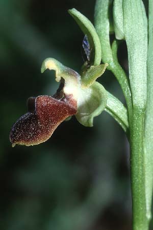 Ophrys grammica \ Grammos-Ragwurz / Grammos Orchid, Kreta/Crete,  Magarakari 18.4.2001 