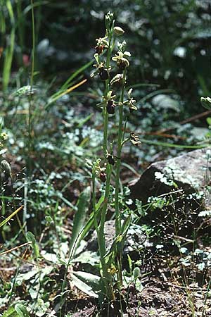 Ophrys grammica \ Grammos-Ragwurz / Grammos Orchid, Kreta/Crete,  Magarakari 18.4.2001 