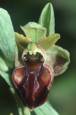Ophrys grammica \ Grammos-Ragwurz / Grammos Orchid, Kreta/Crete,  Phaistos 20.4.2001 