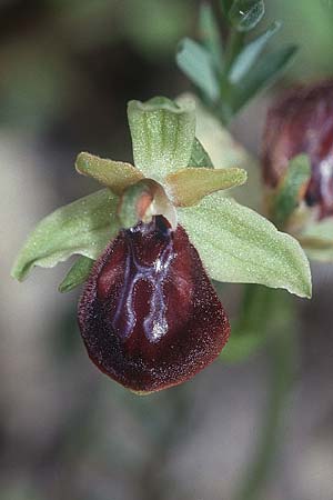 Ophrys gortynia \ Gortyn-Ragwurz / Gortyn Ophrys, Kreta/Crete,  Phaistos 20.4.2001 