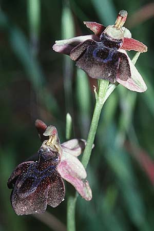 Ophrys grigoriana \ Grigoria-Ragwurz / Grigoria Bee Orchid, Kreta/Crete,  Magarakari 18.4.2001 
