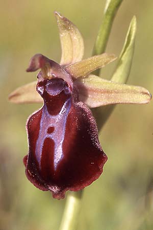 Ophrys grigoriana \ Grigoria-Ragwurz, Kreta,  Akoumia 28.3.2005 (Photo: Helmut Presser)