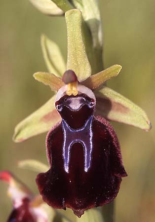 Ophrys grigoriana \ Grigoria-Ragwurz, Kreta,  Akoumia 28.3.2005 (Photo: Helmut Presser)