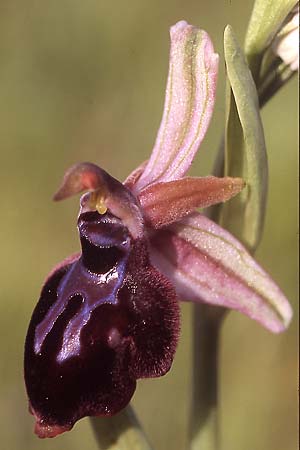 Ophrys grigoriana \ Grigoria-Ragwurz / Grigoria Bee Orchid, Kreta/Crete,  Akoumia 28.3.2005 (Photo: Helmut Presser)