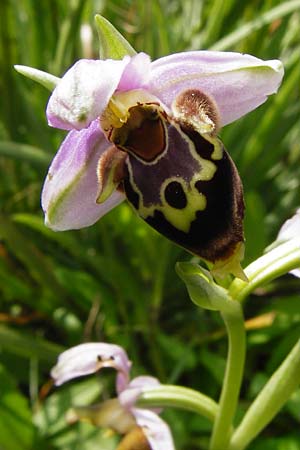 Ophrys heldreichii \ Heldreichs Ragwurz / Heldreich's Orchid, Kreta/Crete,  Preveli 3.4.2015 