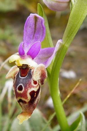 Ophrys heldreichii \ Heldreichs Ragwurz / Heldreich's Orchid, Kreta/Crete,  Spili 5.4.2015 