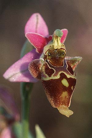 Ophrys heldreichii \ Heldreichs Ragwurz / Heldreich's Orchid, Kreta/Crete,  Mallia 5.4.1990 