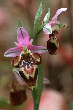 Ophrys heldreichii \ Heldreichs Ragwurz / Heldreich's Orchid, Kreta/Crete,  Skinias 8.4.1990 