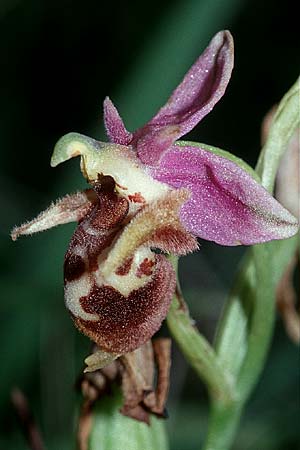 Ophrys heldreichii \ Heldreichs Ragwurz / Heldreich's Orchid (?), Kreta/Crete,  Rodovani 21.4.2001 