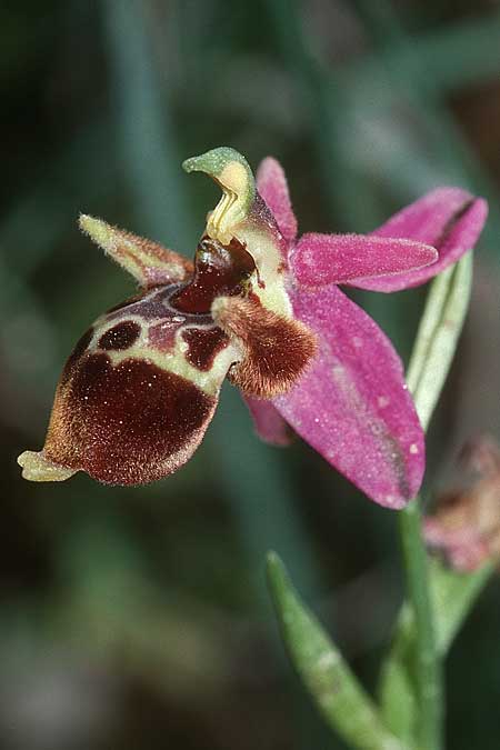 Ophrys heldreichii \ Heldreichs Ragwurz / Heldreich's Orchid, Kreta/Crete,  Tilisos 22.4.2001 