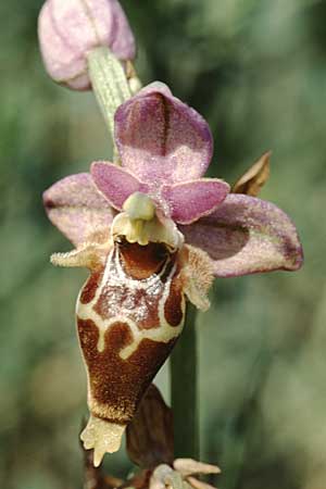 Ophrys heldreichii \ Heldreichs Ragwurz, Kreta,  Lasithi 25.4.2001 