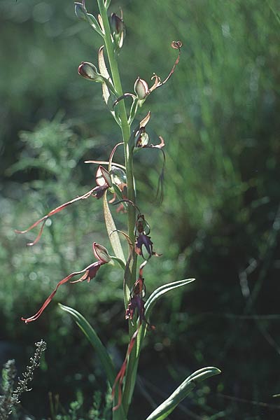 Himantoglossum samariense \ Kretische Riemenzunge / Cretan Lizard Orchid, Kreta/Crete,  Omalos 17.5.1991 