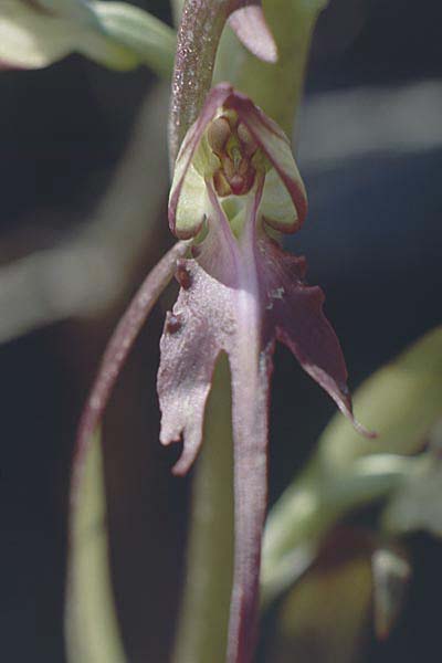 Himantoglossum samariense \ Kretische Riemenzunge / Cretan Lizard Orchid, Kreta/Crete,  Omalos 17.5.1991 