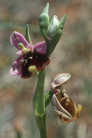 Ophrys episcopalis \ Episcopi-Ragwurz, Kreta,  Knossos 3.4.1990 