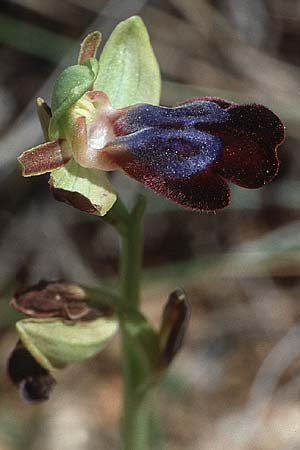 Ophrys iricolor / Rainbow Bee Orchid, Crete,  Kato Chorio 9.4.1990 