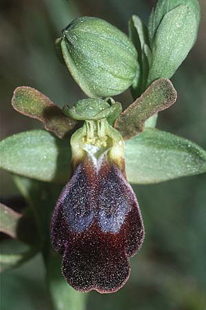 Ophrys phaidra \ Kretische Braune Ragwurz (?), Kreta,  Asteroussia 20.4.2001 