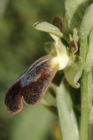 Ophrys iricolor / Rainbow Bee Orchid, Crete,  Asteroussia 20.4.2001 