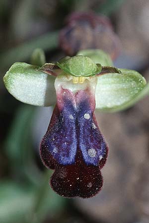 Ophrys iricolor / Rainbow Bee Orchid, Crete,  Rodovani 21.4.2001 