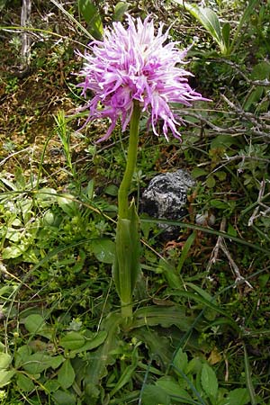 Orchis italica \ Italienisches Knabenkraut / Wavy-Leaved Monkey Orchid, Italian Man Orchid, Kreta/Crete,  Preveli 3.4.2015 
