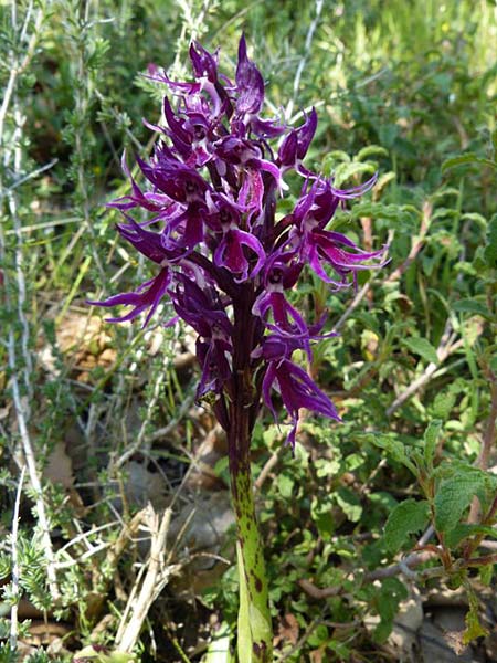 Orchis italica farbvariante_color-variant \ Italienisches Knabenkraut / Wavy-Leaved Monkey Orchid, Italian Man Orchid, Kreta/Crete,  Armeni 9.4.2014 (Photo: Jrgen Hokamp)