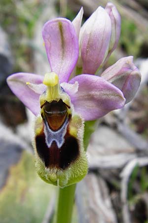 Ophrys leochroma \ Östliche Wespen-Ragwurz, Kreta,  Arhanes, Jouhtas 30.3.2015 