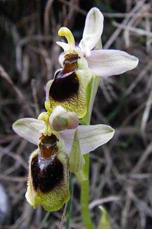 Ophrys leochroma \ Östliche Wespen-Ragwurz, Kreta,  Arhanes, Jouhtas 30.3.2015 