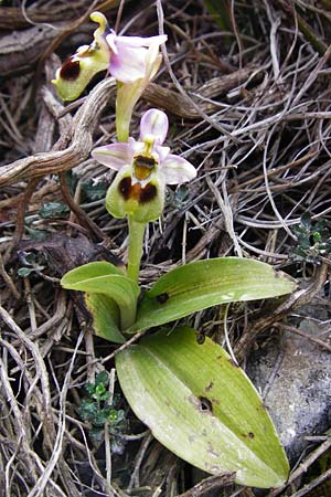 Ophrys leochroma \ Östliche Wespen-Ragwurz, Kreta,  Arhanes, Jouhtas 30.3.2015 