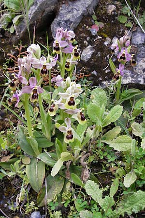 Ophrys leochroma \ Östliche Wespen-Ragwurz, Kreta,  Arhanes, Jouhtas 30.3.2015 