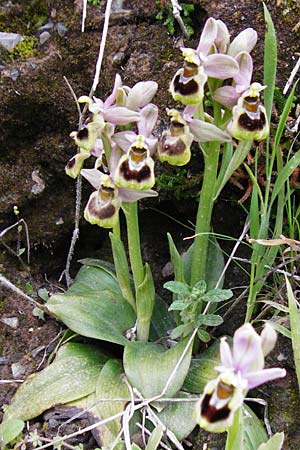 Ophrys leochroma \ Östliche Wespen-Ragwurz / Lion-Maned Orchid, Kreta/Crete,  Arhanes, Jouhtas 30.3.2015 