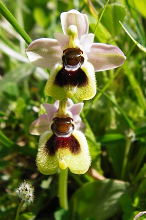 Ophrys leochroma \ Östliche Wespen-Ragwurz / Lion-Maned Orchid, Kreta/Crete,  Preveli 3.4.2015 