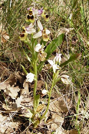 Ophrys leochroma \ Östliche Wespen-Ragwurz, Kreta,  Armeni 7.4.2015 
