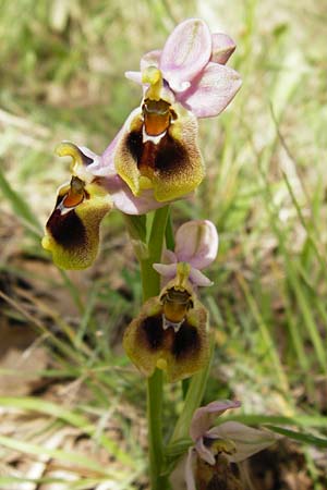 Ophrys leochroma \ Östliche Wespen-Ragwurz / Lion-Maned Orchid, Kreta/Crete,  Armeni 7.4.2015 
