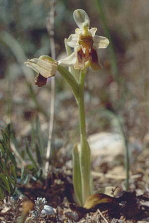 Ophrys leochroma \ Östliche Wespen-Ragwurz / Lion-Maned Orchid, Kreta/Crete,  Knossos 3.4.1990 