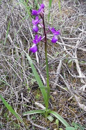 Anacamptis laxiflora \ Lockerblütiges Knabenkraut / Loose-flowered Orchid, Kreta/Crete,  Kavousi 11.4.2015 
