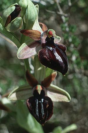 Ophrys doerfleri / Doerfler's Orchid, Crete,  Knossos 3.4.1990 