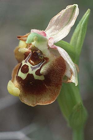 Ophrys episcopalis / Episcopi Bee Orchid, Crete,  Pahia Ammos 9.4.1990 