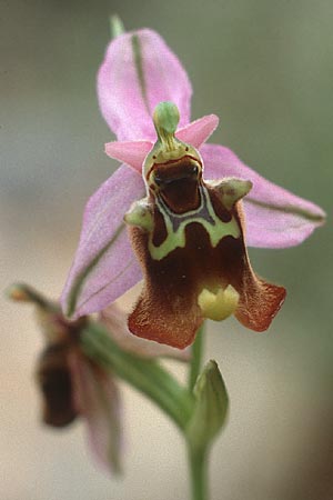 Ophrys episcopalis \ Episcopi-Ragwurz / Episcopi Bee Orchid, Kreta/Crete,  Pahia Ammos 9.4.1990 