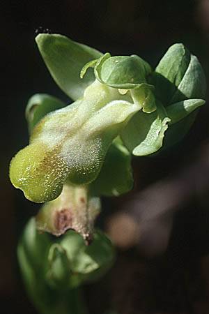 Ophrys mesaritica farbvariante_color-variant \ Mesara-Ragwurz / Mesara Ophrys, Kreta/Crete,  Phaistos 13.2.2002 