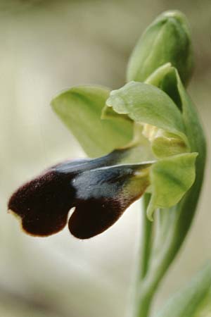 Ophrys mesaritica \ Mesara-Ragwurz / Mesarian Bee Orchid, Kreta/Crete,  Andiskari 1.1.1999 
