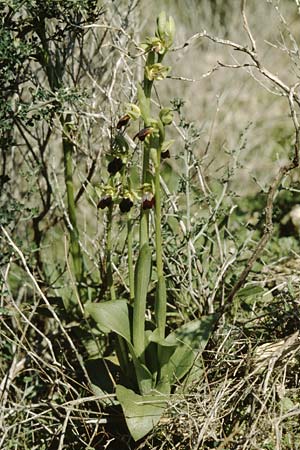Ophrys mesaritica \ Mesara-Ragwurz / Mesarian Bee Orchid, Kreta/Crete,  Phaistos 11.2.2002 