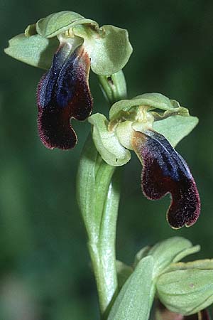 Ophrys mesaritica \ Mesara-Ragwurz / Mesarian Bee Orchid, Kreta/Crete,  Agia Triada 1.1.1999 