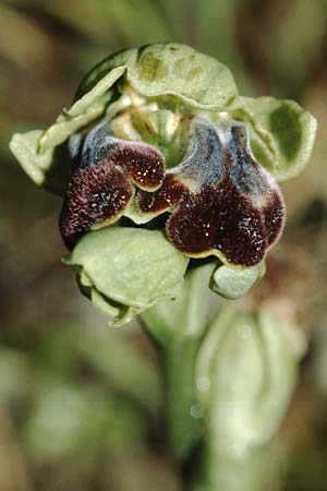 Ophrys mesaritica \ Mesara-Ragwurz / Mesarian Bee Orchid, Kreta/Crete,  Phaistos 11.2.2002 