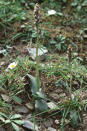 Neotinea maculata \ Keuschorchis / Dense-flowered Orchid, Kreta/Crete,  Omalos 21.4.2001 